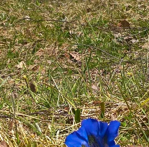 Holiday home Haus Elisengrund Am Geigenbuehel - Prive Seefeld in Tirol