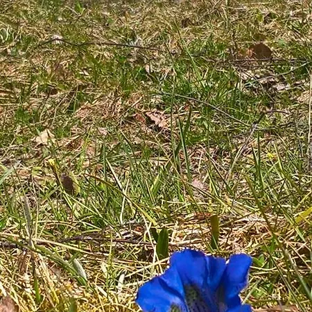 別荘 Haus Elisengrund Am Geigenbuehel - Prive ゼーフェルト・イン・チロル